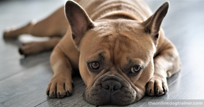 Doggy-Dans-Training-Tips-How-to-Potty-Train-an-Adult-Dog-BLOG-IMAGES-2