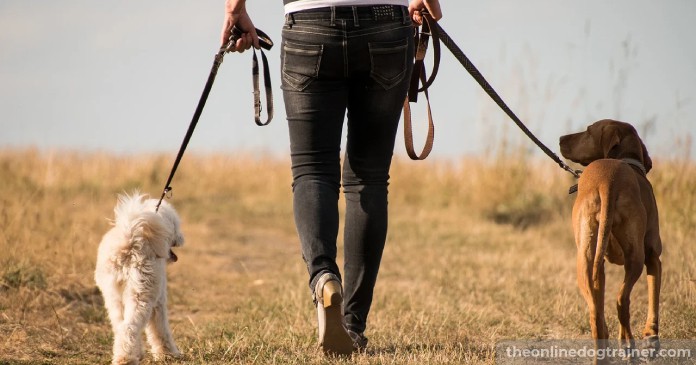 Doggy-Dans-Training-Tips-How-to-Potty-Train-an-Adult-Dog-BLOG-IMAGES-3