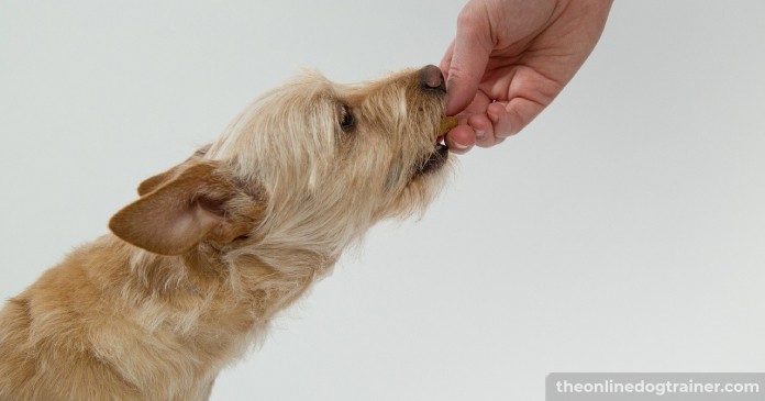 Doggy-Dans-Training-Tips-How-to-Potty-Train-an-Adult-Dog-BLOG-IMAGES-4