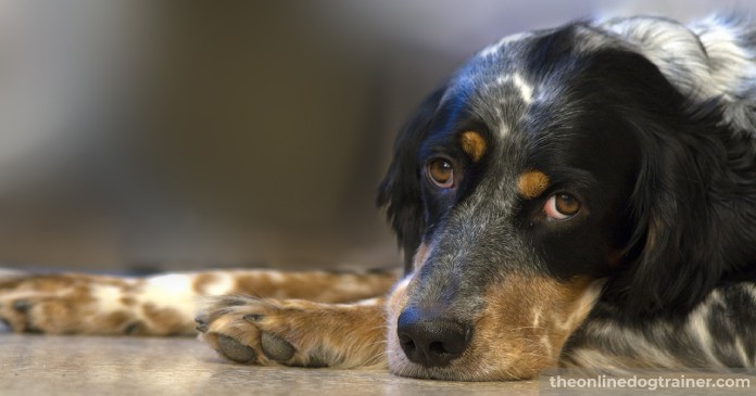 Doggy-Dans-Training-Tips-How-to-Potty-Train-an-Adult-Dog-BLOG-IMAGES-5