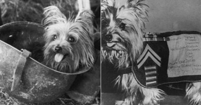 Celebrating-National-DogWeek-A-Tribute-to-10-Incredible-Canine-Companions-BLOG-IMAGES-3