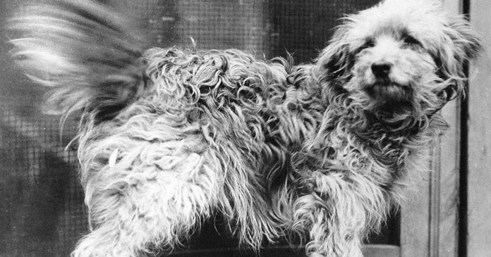 Celebrating-National-DogWeek-A-Tribute-to-10-Incredible-Canine-Companions-BLOG-IMAGES-5