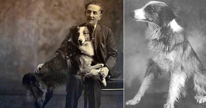 Celebrating-National-DogWeek-A-Tribute-to-10-Incredible-Canine-Companions-BLOG-IMAGES-8