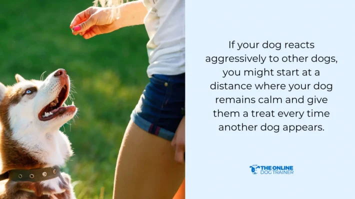 dog reactive unfamiliar dogs