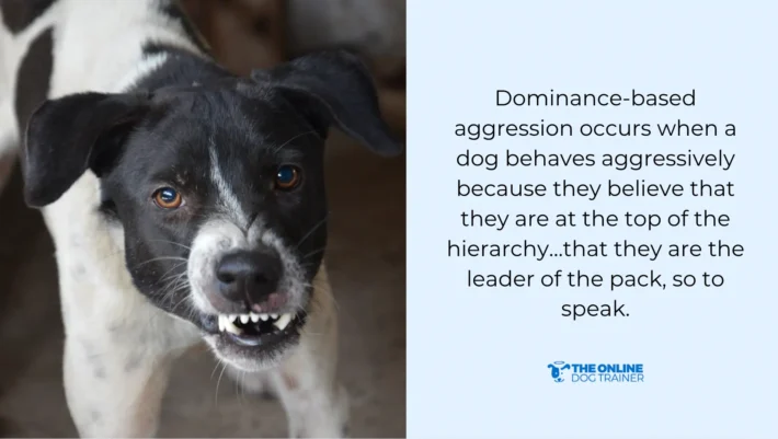 dominant dog's personality