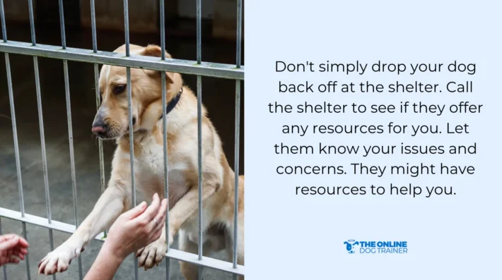 rescue dogs reactive behavior