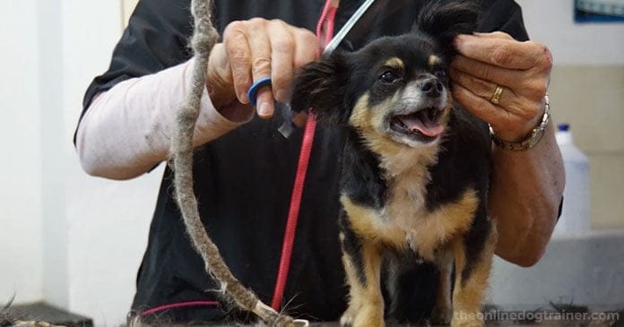 5-Ways-You-Can-Give-Back-to-Your-Local-Dog-Rescue-This-Holiday-Season-BLOG-IMAGES-2