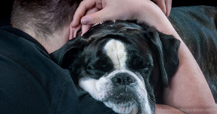 5-Ways-You-Can-Give-Back-to-Your-Local-Dog-Rescue-This-Holiday-Season-BLOG-IMAGES-4