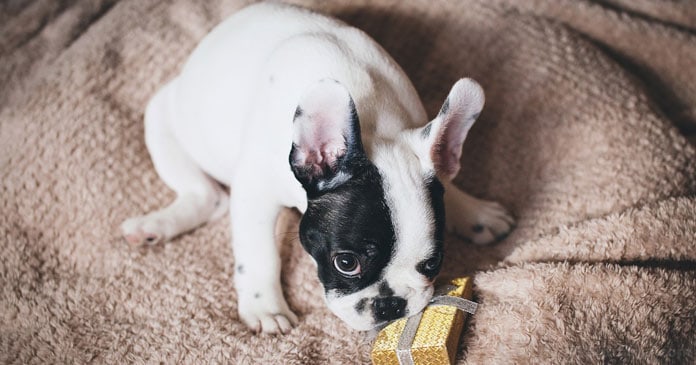 Christmas-Puppies-Are-You-Truly-Ready-For-The-Responsibility-of-a-Dog-BLOG-IMAGES-3