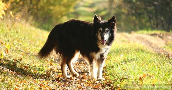 Dog-Appreciation-5-Things-to-Thank-Your-Dog-For-This-Thanksgiving-BLOG-IMAGES-3