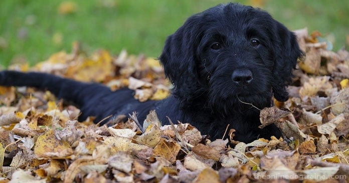 Dog-Appreciation-5-Things-to-Thank-Your-Dog-For-This-Thanksgiving-BLOG-IMAGES-4