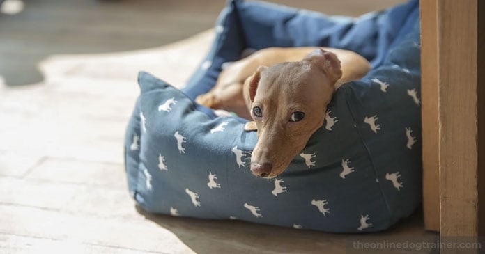 Doggy-Dans-7-Step-System-for-Keeping-Your-Dog-Off-the-Furniture-BLOG-IMAGES-3