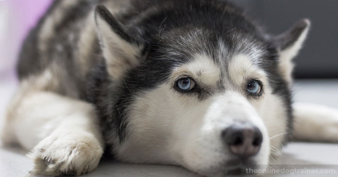 Doggy-Dans-7-Step-System-for-Keeping-Your-Dog-Off-the-Furniture-BLOG-IMAGES-6