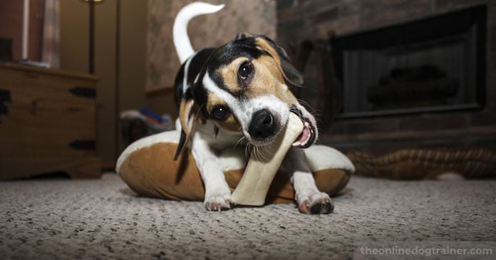 Doggy-Dans-7-Step-System-for-Keeping-Your-Dog-Off-the-Furniture-BLOG-IMAGES-7