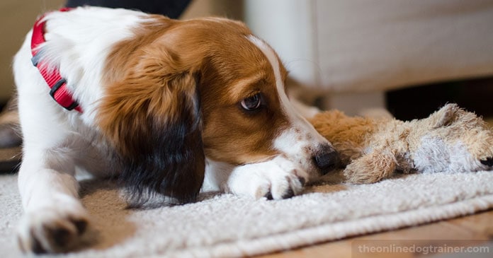 Rescue-Dog-Series-Part-3-5-Steps-to-Successfully-Acclimate-A-Rescue-Dog-Into-Your-Home-BLOG-IMAGES-3