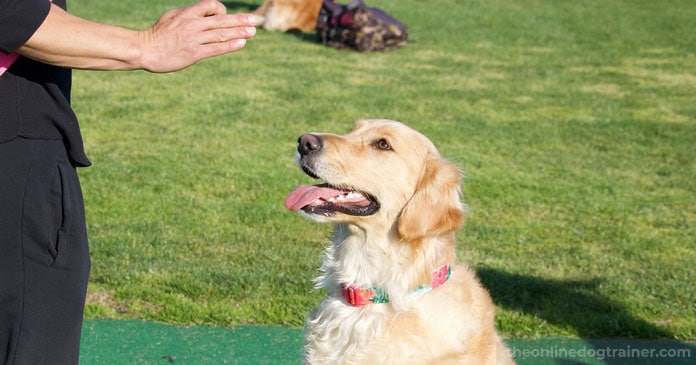 Rescue-Dog-Series-Part-3-5-Steps-to-Successfully-Acclimate-A-Rescue-Dog-Into-Your-Home-BLOG-IMAGES-4