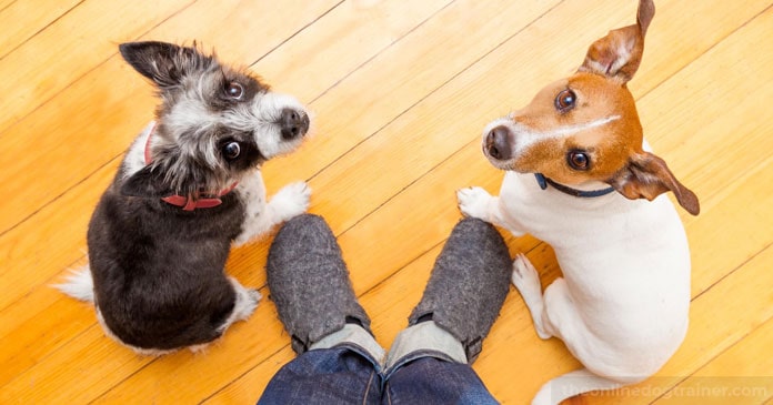 Rescue-Dog-Series-Part-4-5-Methods-for-Helping-Your-Rescue-Dog-Overcome-Anxiety-BLOG-IMAGES-2