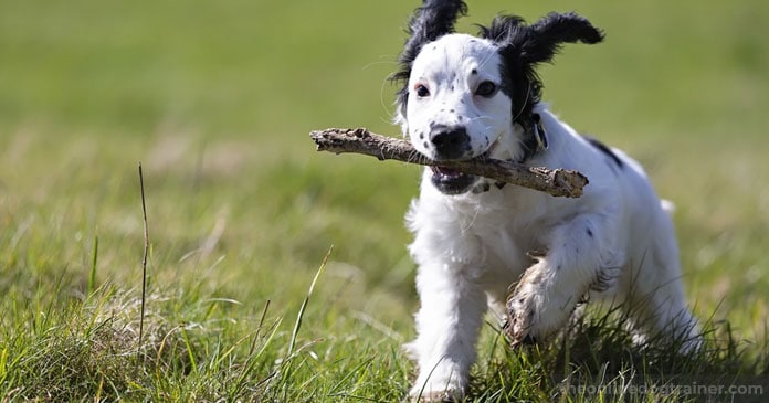 Rescue-Dog-Series-Part-4-5-Methods-for-Helping-Your-Rescue-Dog-Overcome-Anxiety-BLOG-IMAGES-4