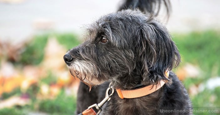 How-to-Safely-Socialize-Your-Dog-with-Other-Household-Pets-BLOG-IMAGES-2