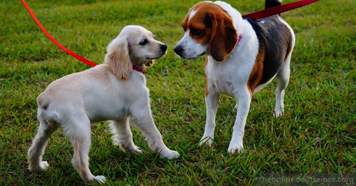 How-to-Safely-Socialize-Your-Dog-with-Other-Household-Pets-BLOG-IMAGES-3