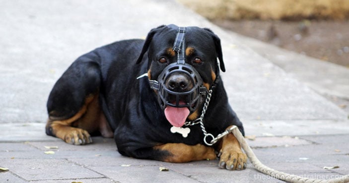 How-to-Safely-Socialize-Your-Dog-with-Other-Household-Pets-BLOG-IMAGES-4