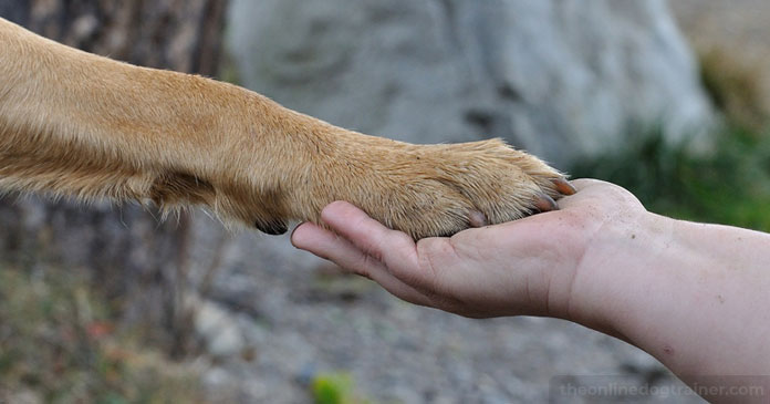 Rescue-Dog-Series-Part-5-Solving-Inappropriate-Elimination-Issues-BLOG-IMAGES-3