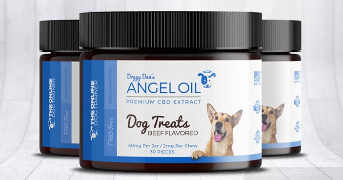 Dog-Training-Education-Month-How-to-Settle-a-Dog-Whos-Always-Busy-BLOG-IMAGES-5