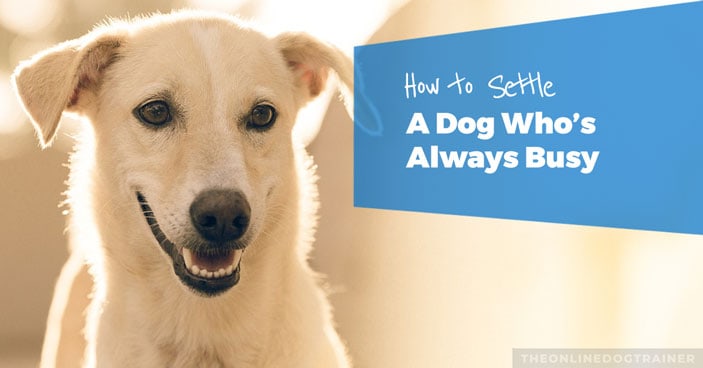 Dog-Training-Education-Month-How-to-Settle-a-Dog-Whos-Always-Busy-FEATURED-IMAGE