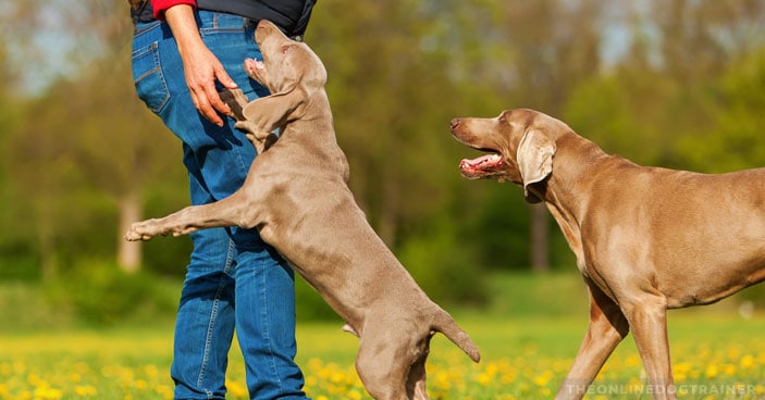 Jumping-Dogs-How-to-Keep-Your-Pup-from-Jumping-on-House-Guests-BLOG-IMAGES-1