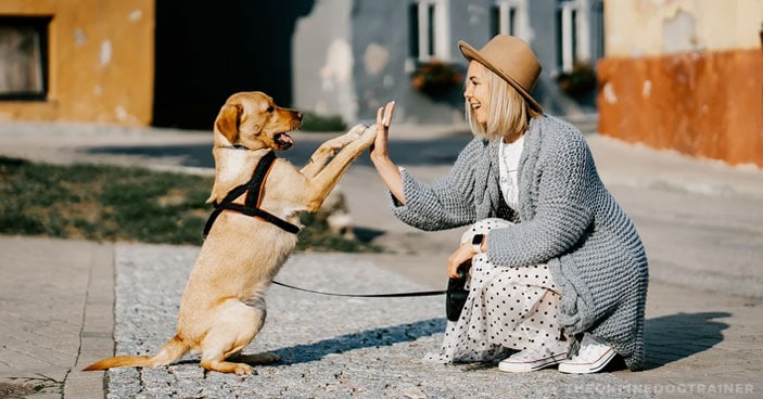 How-To-Become-a-Dog-Trainer-Finding-Stability-in-a-COVID-19-World-BLOG-IMAGES-1