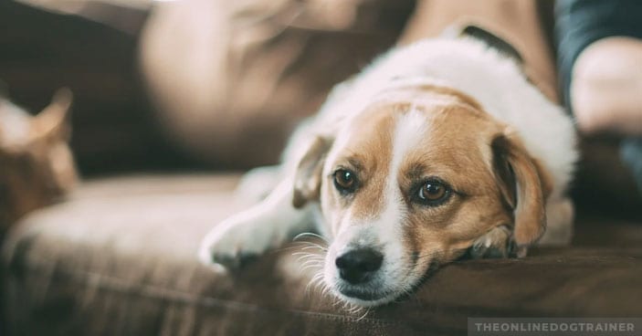 How-To-Become-a-Dog-Trainer-Finding-Stability-in-a-COVID-19-World-BLOG-IMAGES-2