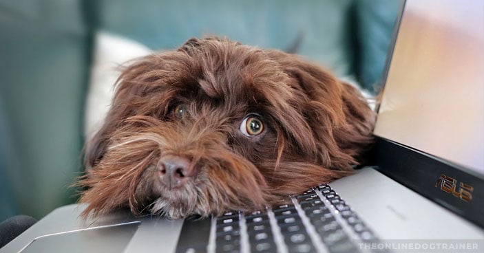 How-To-Become-a-Dog-Trainer-Finding-Stability-in-a-COVID-19-World-BLOG-IMAGES-3