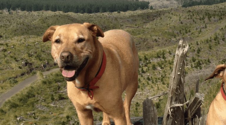 Screen Shot 2021-03-28 at 3.06.06 PM