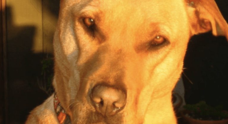 Screen Shot 2021-03-28 at 3.07.54 PM