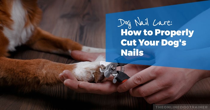 Dog-Nail-Care-How-to-Properly-Cut-Your-Dogs-NailsMy-Favorite-Nail-Care-Products-HEADLINE-IMAGE