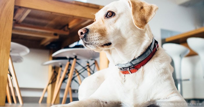 Dog-Training-Does-My-Pup-Need-to-Attend-Dog-Obedience-School-2