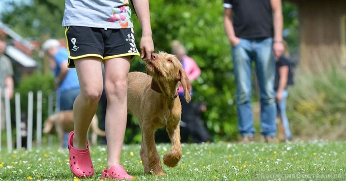 Dog-Training-Does-My-Pup-Need-to-Attend-Dog-Obedience-School-3