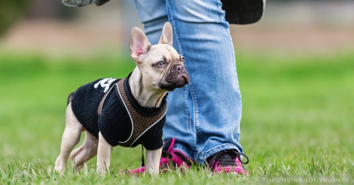 Dog-Training-Does-My-Pup-Need-to-Attend-Dog-Obedience-School-BLOG-IMAGES-1