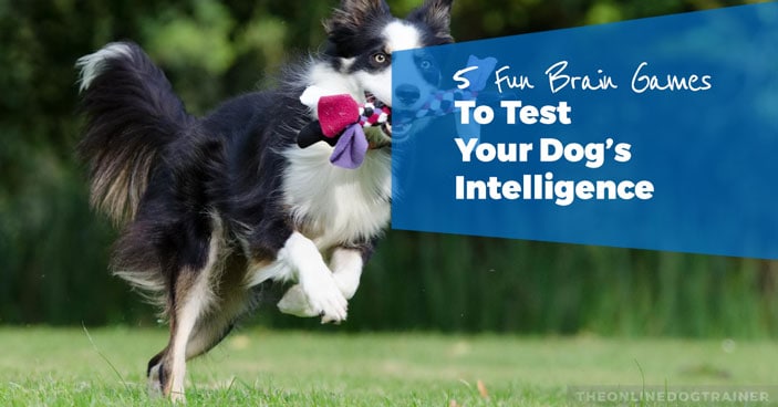 5-Fun-Brain-Games-To-Test-Your-Dogs-Intelligence-HEADLINE-IMAGE