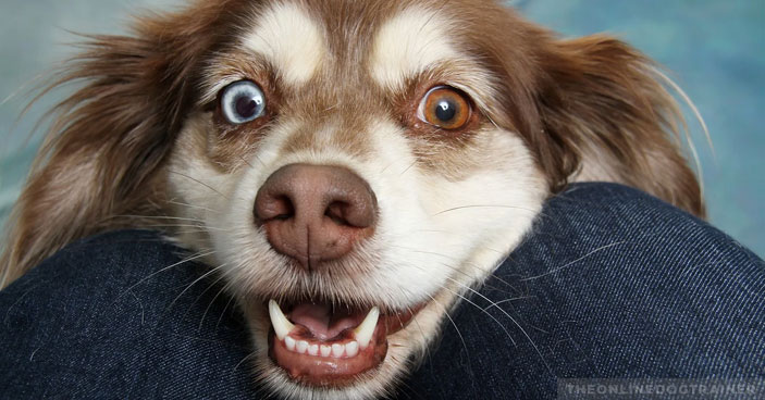 Stop-Disciplining-and-Start-Connecting-How-to-Improve-Dog-Obedience-BLOG-IMAGES-2