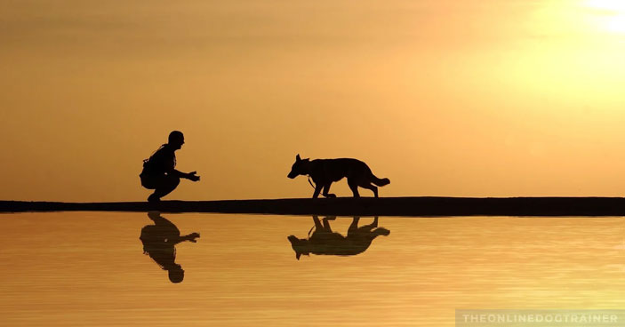 Stop-Disciplining-and-Start-Connecting-How-to-Improve-Dog-Obedience-BLOG-IMAGES-3