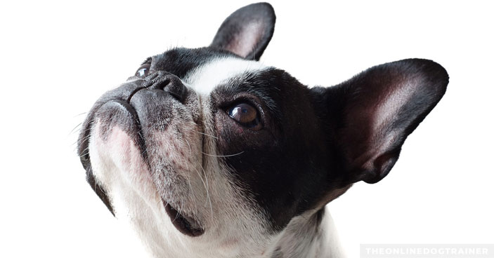 Stop-Disciplining-and-Start-Connecting-How-to-Improve-Dog-Obedience-BLOG-IMAGES-4