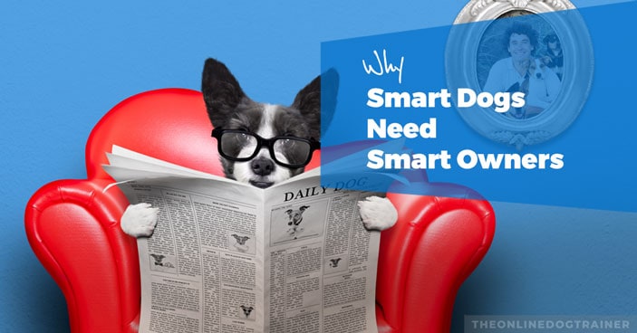 Doggy-Dan’s-Dog-Training-Tips-Why-Smart-Dogs-Need-Smart-Owners-HEADLINE
