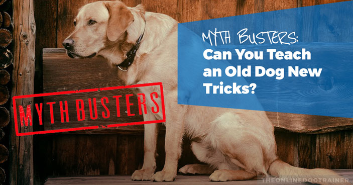 MYTH-BUSTERS-Can-You-Teach-an-Old-Dog-New-Tricks-HEADLINE