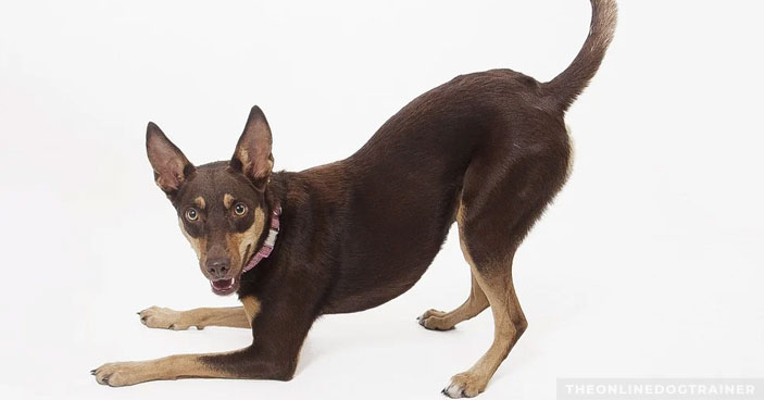 Should-You-Get-a-Doggy-DNA-Test-3-Reasons-One-May-Be-Beneficial-to-You-and-Your-Pup-BLOG-IMAGES-2