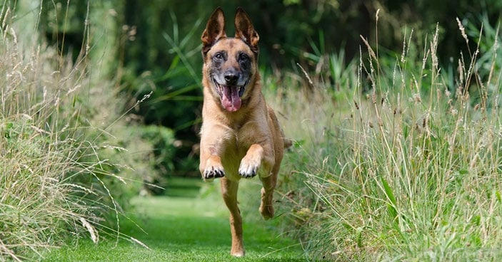 Should-You-Get-a-Doggy-DNA-Test-3-Reasons-One-May-Be-Beneficial-to-You-and-Your-Pup-BLOG-IMAGES-4