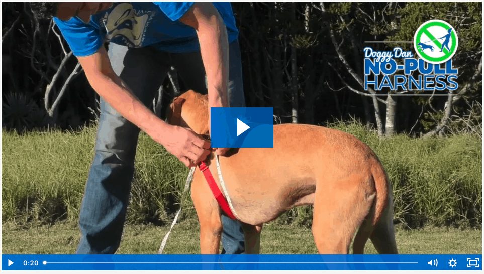 Why-Dog-Shock-Collars-Are-a-Totally-Unnecessary-and-Destructive-Training-Tool-BLOG-IMAGES-4