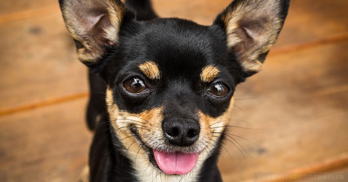 Why-Dog-Shock-Collars-Are-a-Totally-Unnecessary-and-Destructive-Training-Tool-BLOG-IMAGES-5