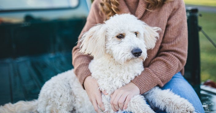 Positive-Reinforcement-Training-May-Fail-Your-Dog-BLOG-IMAGES-4