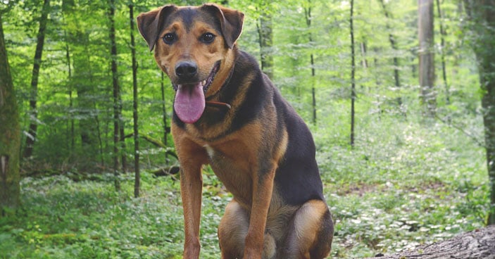 Hot-Weather-Dog-Grooming-Should-I-Shave-My-Pup-BLOG-IMAGES-1